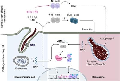 Innate immunity to malaria: The good, the bad and the unknown